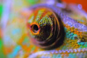 Chameleon Auge