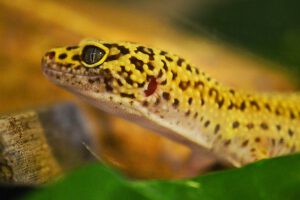 Leopardgecko Inkubator Reptilien