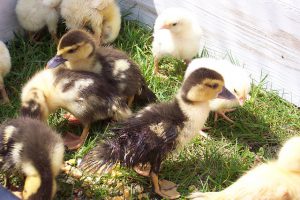 Enteneier ausbrüten kleine Enten auf der Wiese