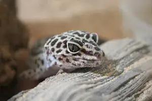 Leopardgecko für Anfänger