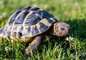 Griechische Landschildkröte für Anfänger