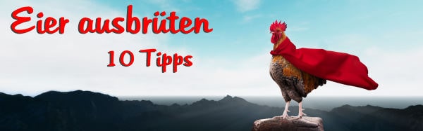 Eier ausbrüten 10 Tipps