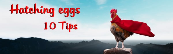 Hatching eggs 10 tips