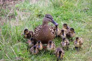 Enten Haltung und Fütterung