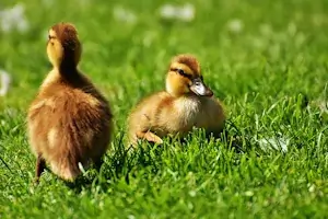 Enten Pflege und Tipps