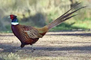 Pheasants - Care and Feeding