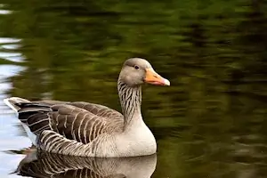 Goose Care and Feeding