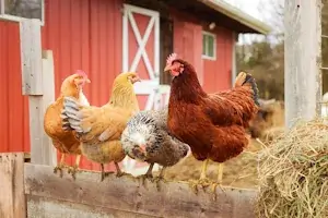 Chicken Keeping, Care and Feeding