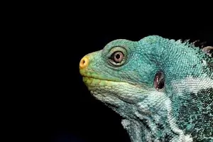 Lizard head, greenish color