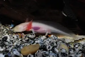 Axolotl hiding in the aquarium