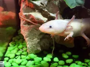 Axolotl swimming