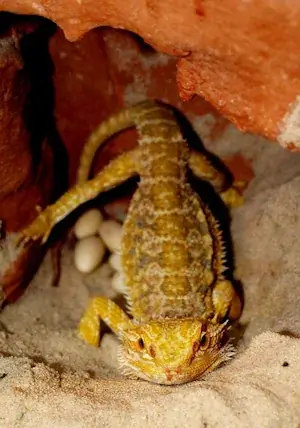 Bearded dragon protecting his eggs