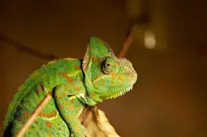 Chameleon checks his surroundings