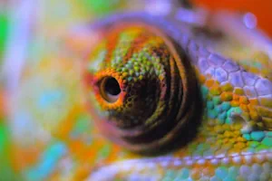 Chameleon UV lighting