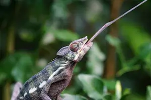 Panther chameleon extended tongue hunting for prey