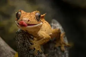 Baby gecko shows his tongue