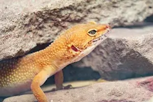 Geckos Haltung und Fütterung