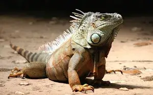 iguana watching around