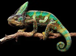 Yemen chameleon on tree branch