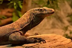 komodo dragon looking around