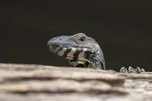 Incubating Monitor Lizard Eggs