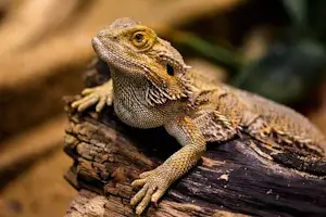 Bearded dragon husbandry and feeding