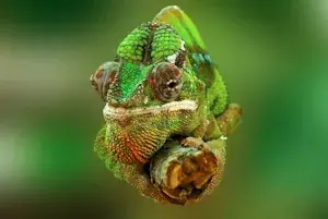 Panther chameleon on branch