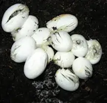 snake eggs breeding