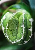 Green Snake resting