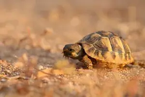 Small Turtle walking